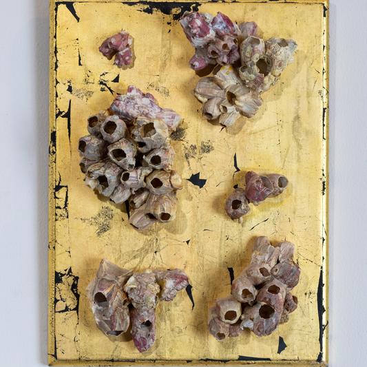 Mounting Plaque, Barnacles