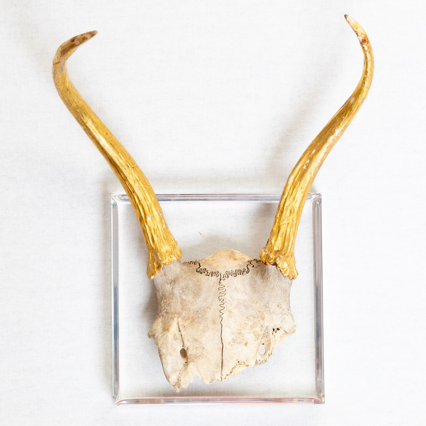 Antlers, European Mount