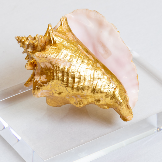 Found Conch Shell