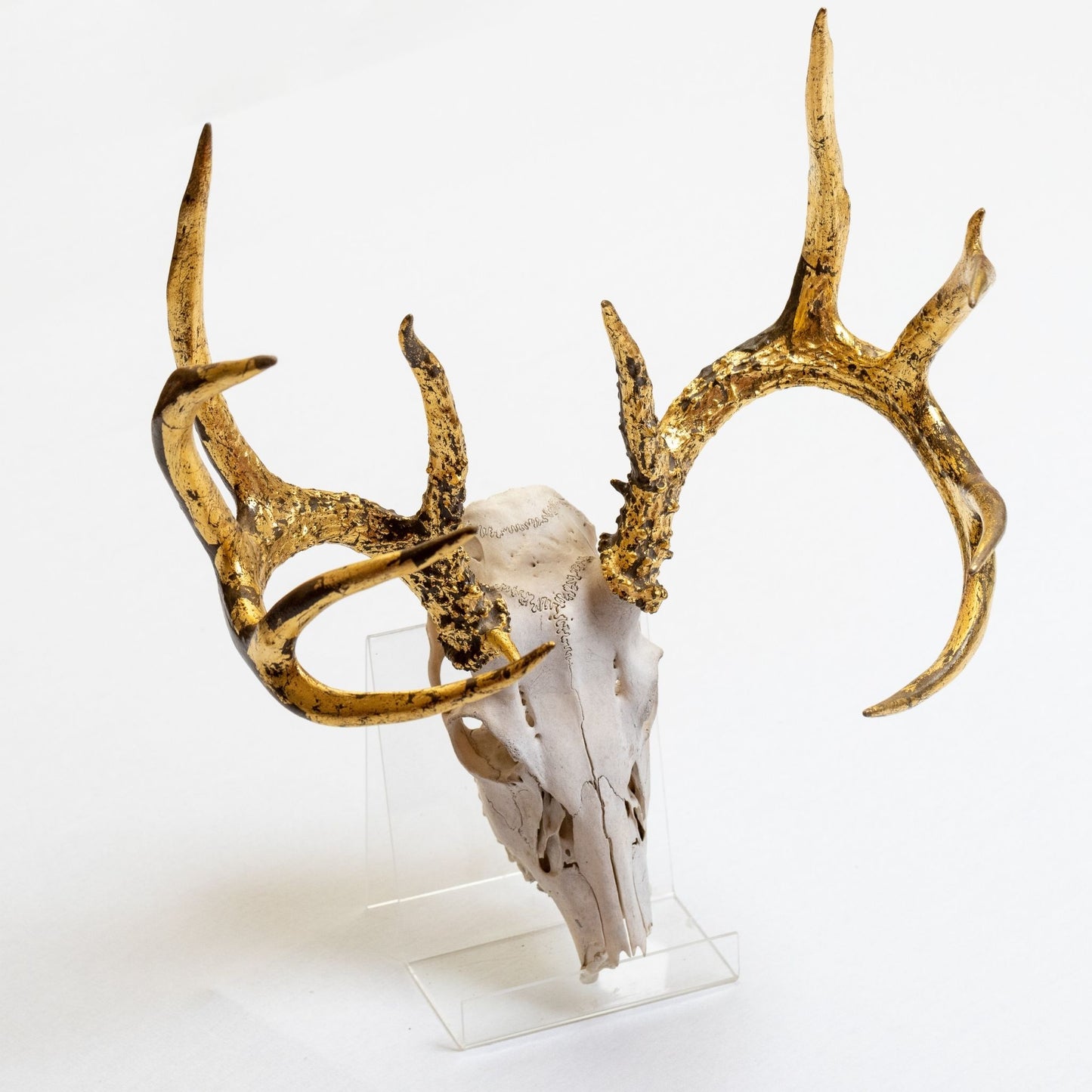 Antlers, European Mount