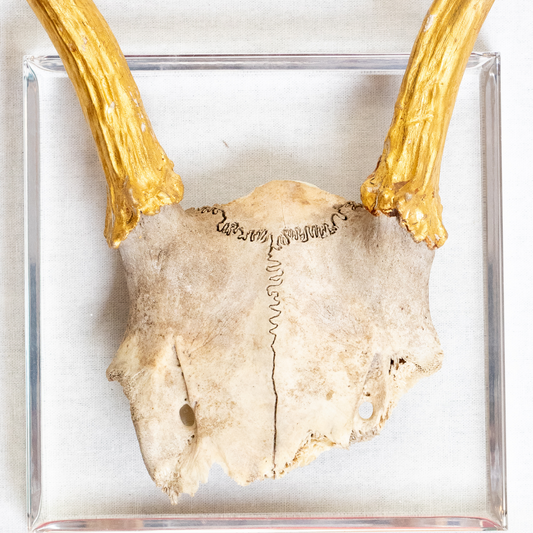 Antlers, European Mount