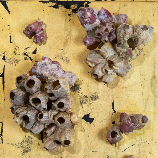 Found Barnacles on Plaque