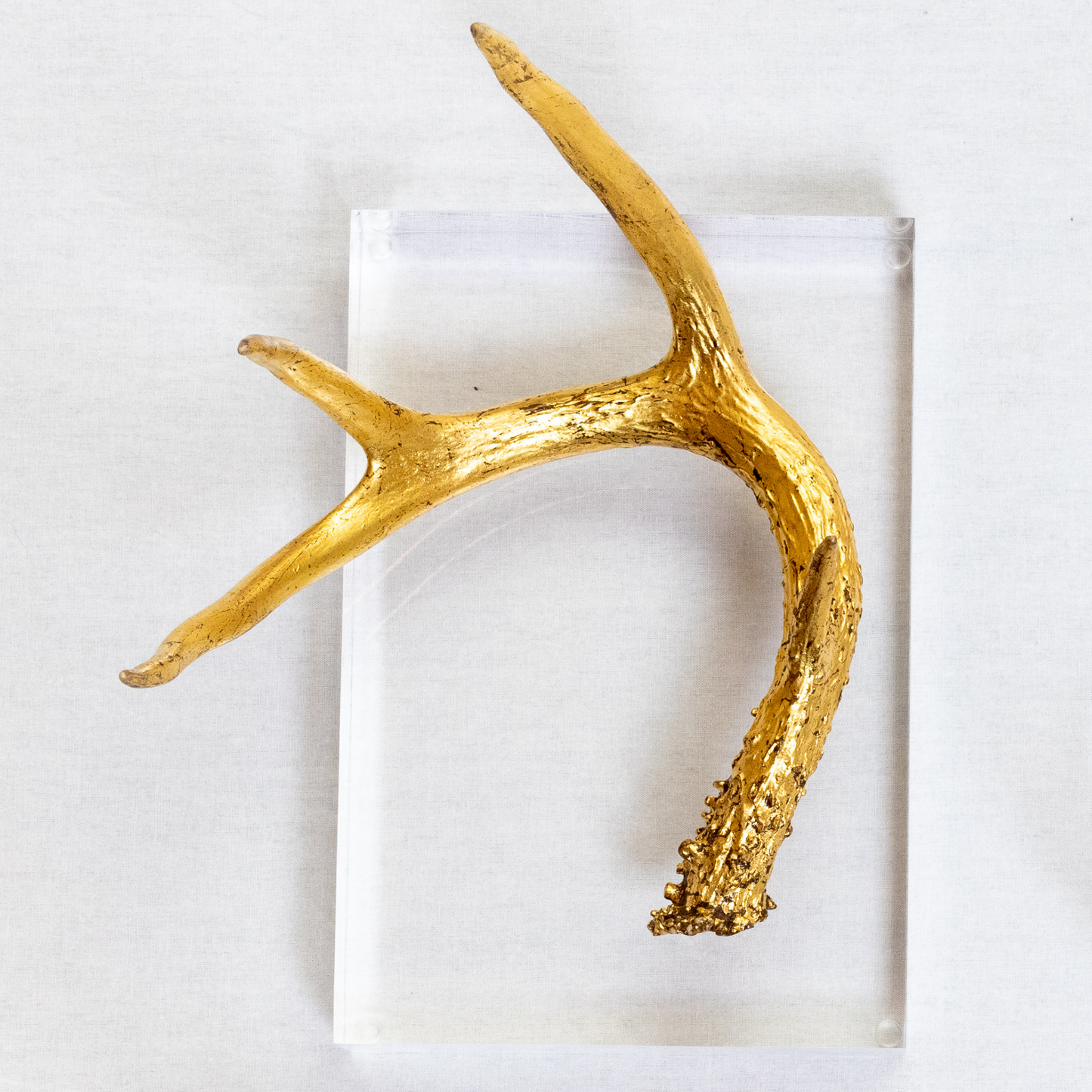 Individual Antlers